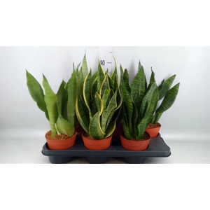 Sansevieria trifa.   ...