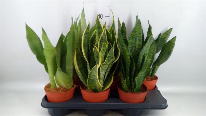<h4>Sansevieria trifa.   ...</h4>
