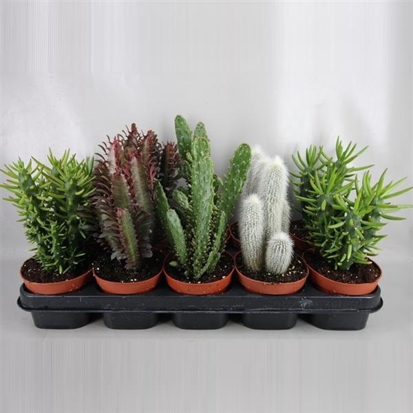 <h4>Cactus gemengd</h4>