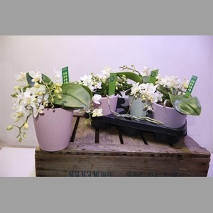 Phal Wildz White In Keramiek