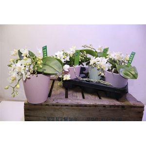Phal Wildz White In Keramiek
