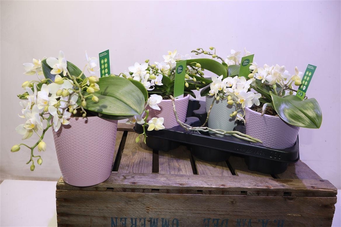 <h4>Phal Wildz White In Keramiek</h4>
