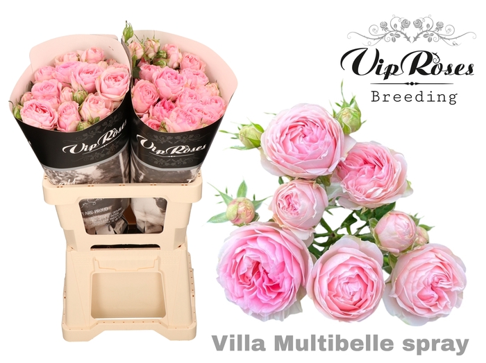 R TR VILLA MULTIBELLE