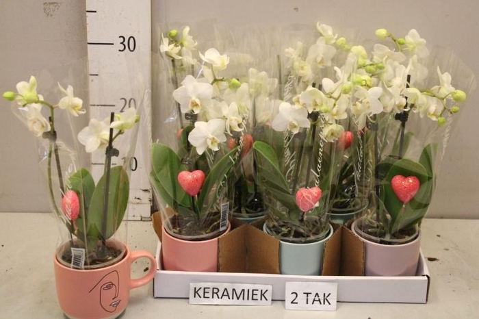 <h4>ARR PHAL MT</h4>