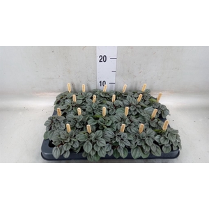 Peperomia
