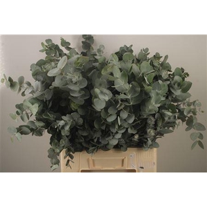 Euc Cinerea Per Bunch Za Extra 300 Gram