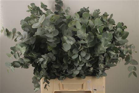 <h4>Euc Cinerea Per Bunch Za Extra 300 Gram</h4>