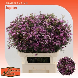 Chamelaucium Jupiter