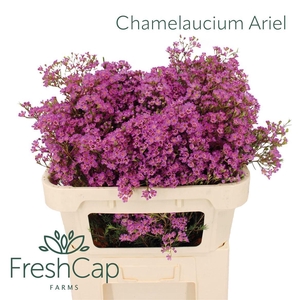CHAMELAUCIUM UNCI. 'ARIEL'