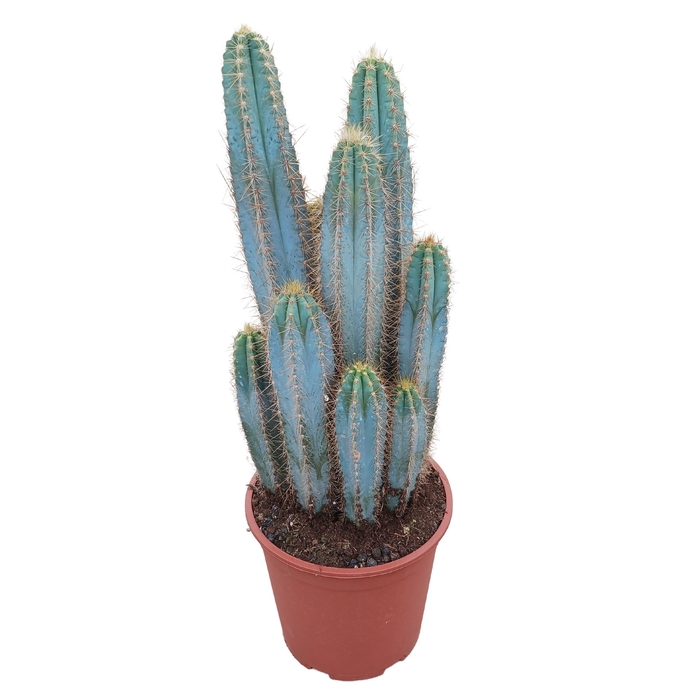 <h4>Pilosocereus pachycladus</h4>