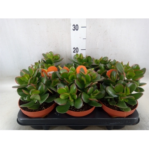 Crassula ovata 'Sunset'