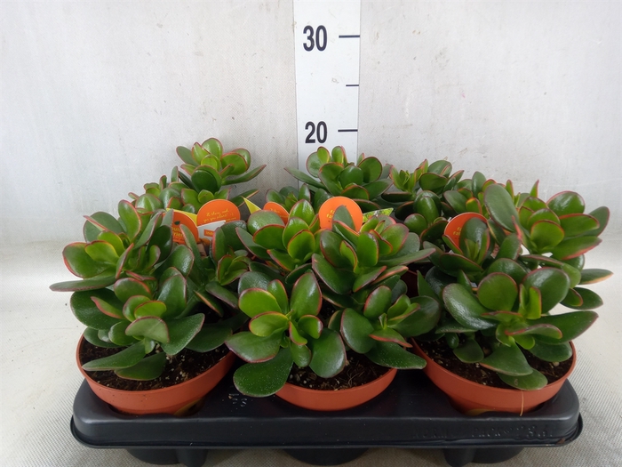 <h4>Crassula ovata 'Sunset'</h4>