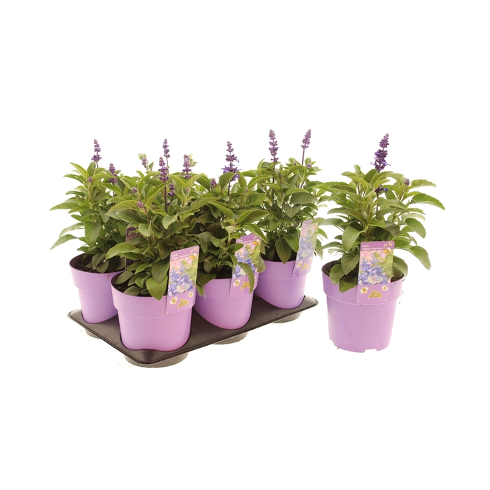 <h4>Salvia Deep Ocean</h4>