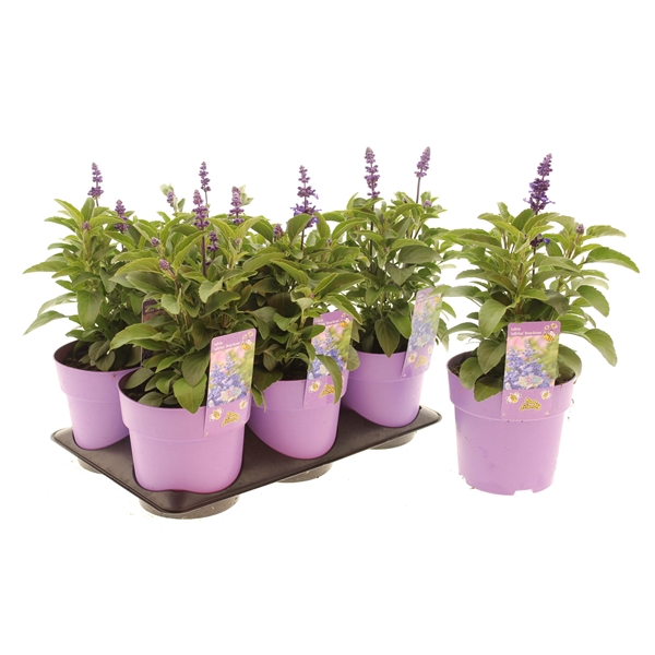 Salvia Deep Ocean