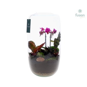 Green Bottle Isabella XXLarge met Phalaenopsis arrangement 4pp