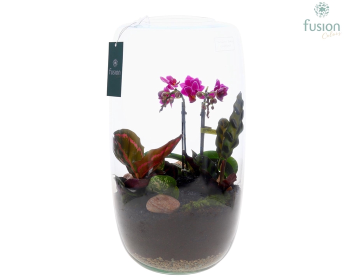 <h4>Green Bottle Isabella XXLarge met Phalaenopsis arrangement 4pp</h4>