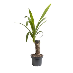 YUCCA ELEPHANTIPES P11