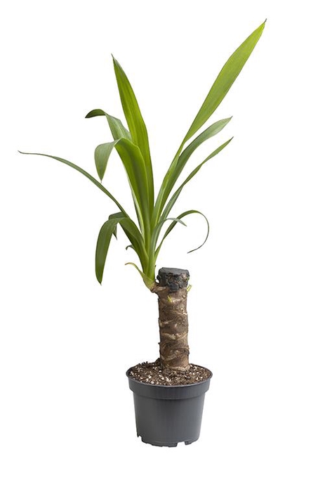 <h4>YUCCA ELEPHANTIPES P11</h4>