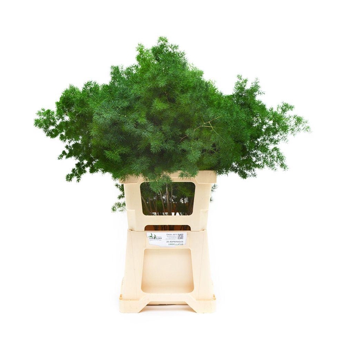 <h4>ASP UMBELLATUS</h4>