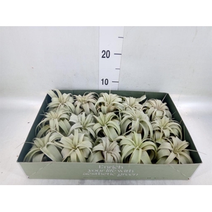 Tillandsia xerographica