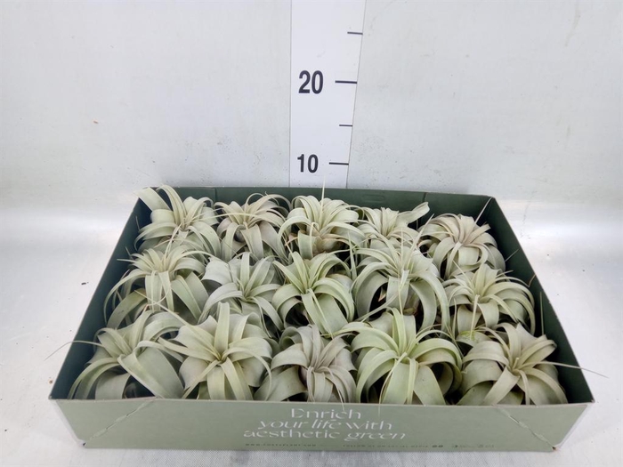 <h4>Tillandsia xerographica</h4>