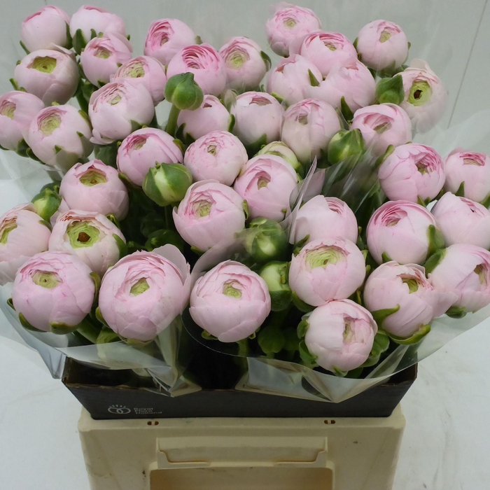 <h4>Ran Success Hanoi Rosa</h4>