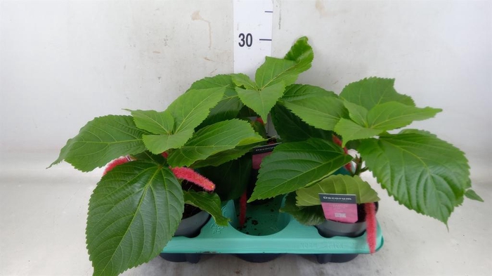 <h4>Acalypha hispida</h4>