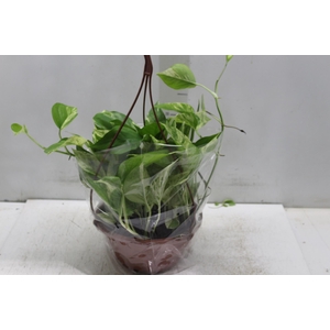 JIBOIA BRANCO PEND C21 PENDENTE