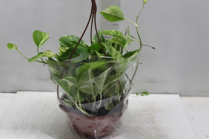 <h4>JIBOIA BRANCO PEND C21 PENDENTE</h4>