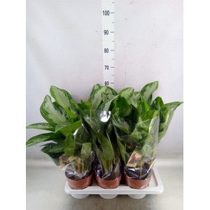 Aglaonema  'Silver Bay'