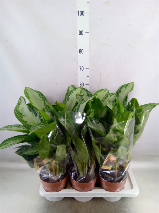 <h4>Aglaonema  'Silver Bay'</h4>