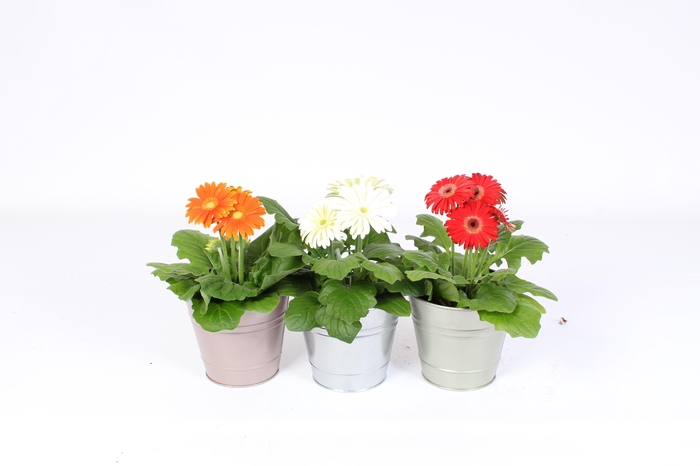 <h4>Gerbera 2+bl 12cm in metallic zinken pot 3 ass</h4>