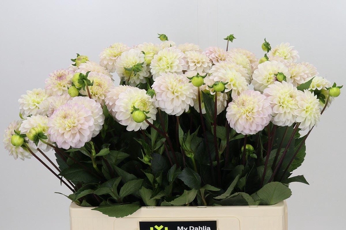 <h4>Dahlia DE 'White Isa'</h4>