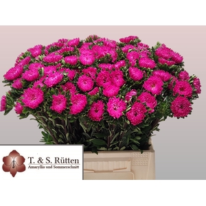 CALLIS MATS PINK