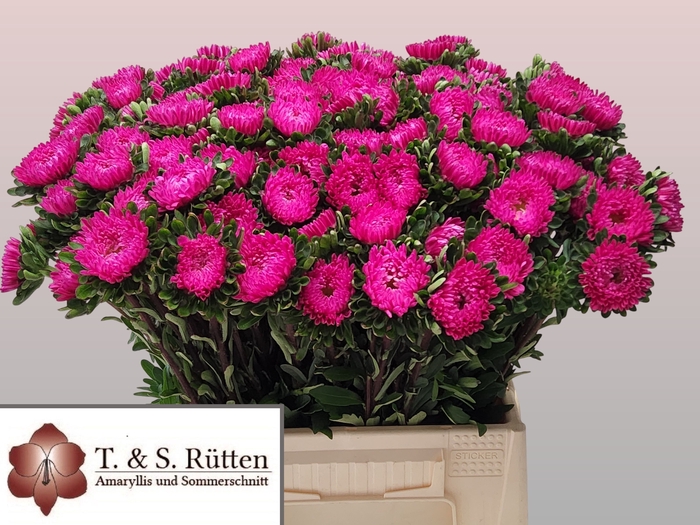 <h4>CALLIS MATS PINK</h4>