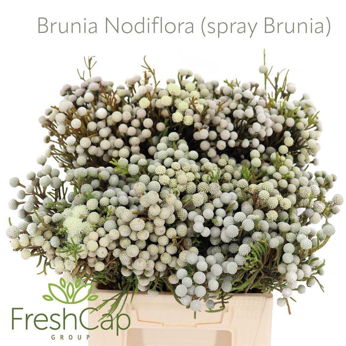 <h4>Brunia nodiflora</h4>