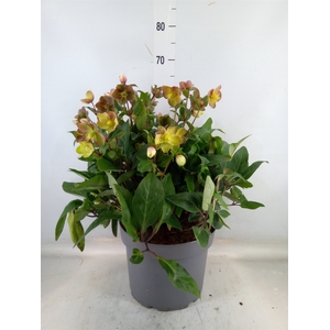 Helleborus  'Beauty Princess'