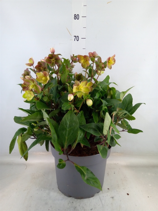 <h4>Helleborus  'Beauty Princess'</h4>