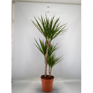 Dracaena marg.