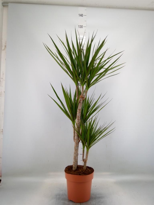 <h4>Dracaena marg.</h4>