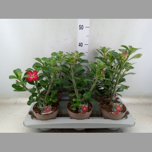 Adenium obesum 'Anouk'