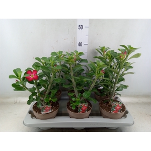 Adenium obesum 'Anouk'