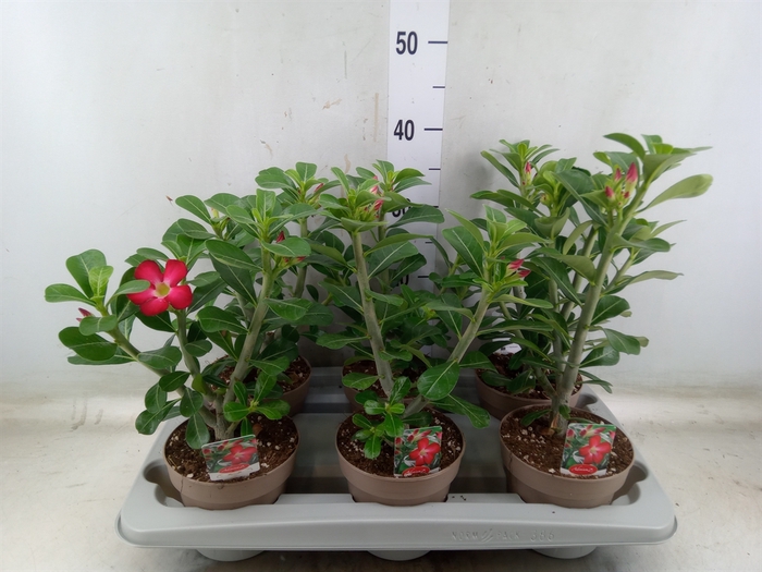 <h4>Adenium obesum 'Anouk'</h4>