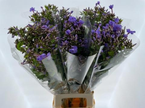 <h4>PHLOX P BUTTERFLY</h4>