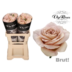R GR BRUT!