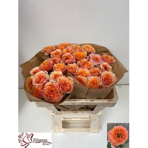 ROSA GR 'SOUTHPARK'