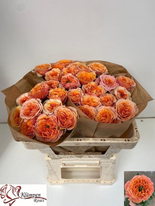 <h4>ROSA GR 'SOUTHPARK'</h4>