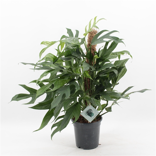 <h4>Epipremnum Pinnatum Baltic Blue Mosstok</h4>