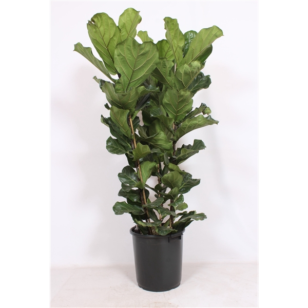 <h4>Ficus lyrata 3 per pot</h4>