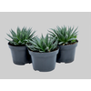 ALOE ARISTATA P11